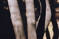 http://www.virguleflottante.com/files/gimgs/th-65_LesFourmis (32).jpg
